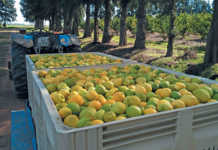 From fruit hawker to successful lemon exporter