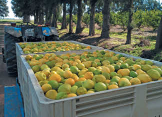 From fruit hawker to successful lemon exporter