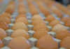 How to handle 240 000 eggs a day