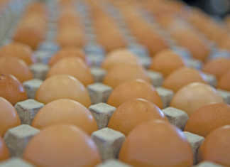 How to handle 240 000 eggs a day