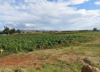 The Land Bank’s missed opportunity