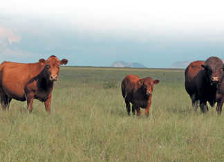 Breeding Bonsmaras for versatility and profit