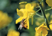 Developing grain farmer programme shows positive results