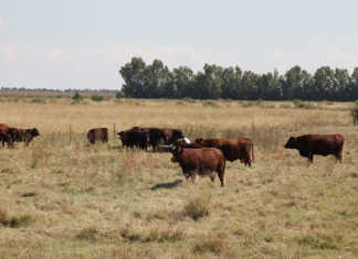 OIE warns of latest major animal health threats OIE warns of latest major animal health threats