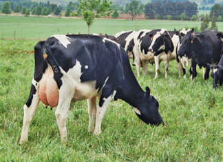 New Zealand clamps down on dairy cow ownership New Zealand clamps down on dairy cow ownership