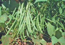 Getting the best out of beans Getting the best out of beans