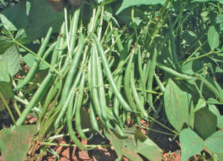 Getting the best out of beans