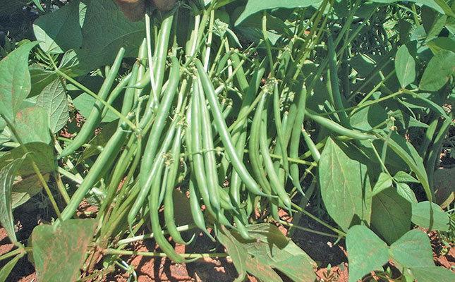 Getting the best out of beans Getting the best out of beans