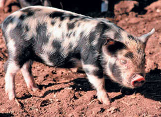 The indigenous Kolbroek pig – a South African success story