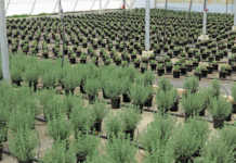 Woolworths’ Farming for the Future programme expands Woolworths’ Farming for the Future programme expands