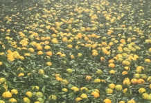 Powerful lowveld hailstorm causes long-lasting damage Powerful lowveld hailstorm causes long-lasting damage