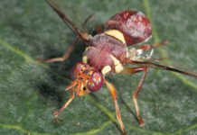 Dealing with pumpkin flies