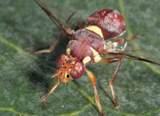 Dealing with pumpkin flies