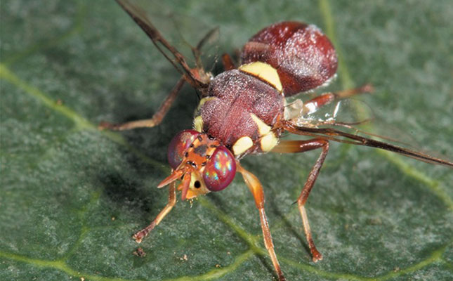 Dealing with pumpkin flies Dealing with pumpkin flies