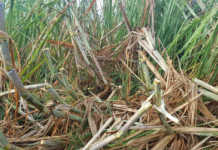 Extensive hail damage in Mpumalanga Extensive hail damage in Mpumalanga