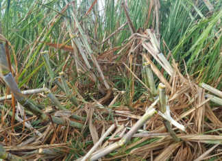Extensive hail damage in Mpumalanga Extensive hail damage in Mpumalanga