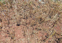 How to control cucurbit viruses