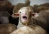 Australia’s biggest live sheep exporter loses its licence