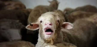 Australia’s biggest live sheep exporter loses its licence