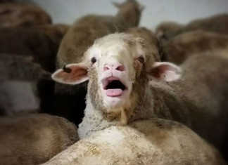 Australia’s biggest live sheep exporter loses its licence Australia’s biggest live sheep exporter loses its licence