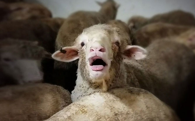 Australia’s biggest live sheep exporter loses its licence Australia’s biggest live sheep exporter loses its licence