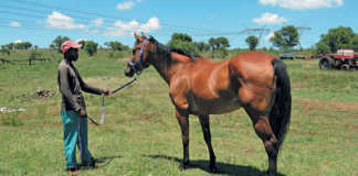 A bay male