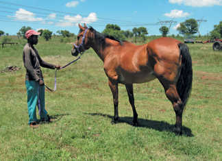 A bay male