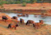 Training the future guardians of our natural environment Buffalo on the Luvuvhu River