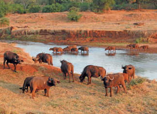 Buffalo on the Luvuvhu River