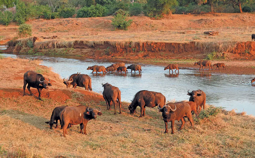 Buffalo on the Luvuvhu River