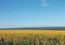 Agribusiness confidence down, but still positive SA agribusiness confidence down, but still positive