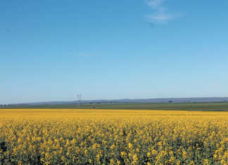 Agribusiness confidence down, but still positive SA agribusiness confidence down, but still positive