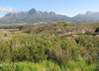 Vergelegen rehabilitates 2 000ha of fynbos