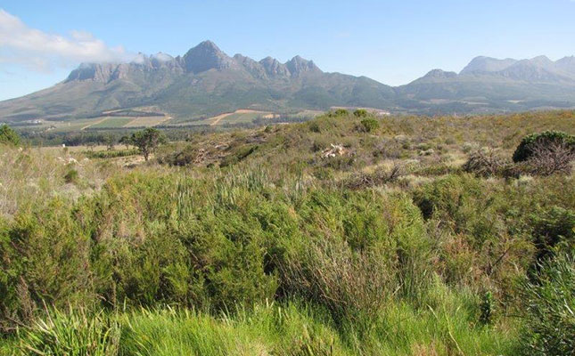 Vergelegen rehabilitates 2 000ha of fynbos Vergelegen rehabilitates 2 000ha of fynbos