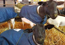 Warning to small-stock farmers: cold front on the way!