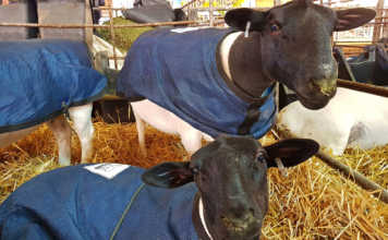 Warning to small-stock farmers: cold front on the way!