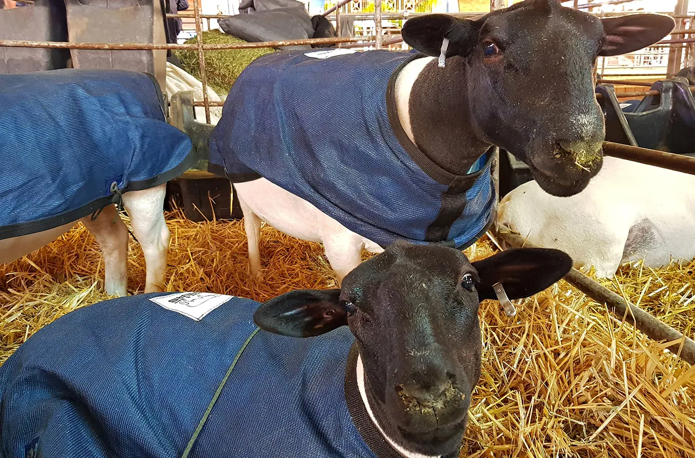 Warning to small-stock farmers: cold front on the way!
