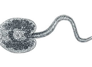 F. hepatica’s tegument (skin) hepatica’s tegument (skin)