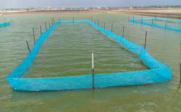 Green water fish systems