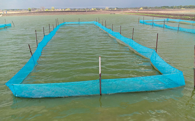 Green water fish culture: the perfect alternative Green water fish culture: the perfect alternative