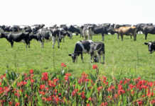 Contributing to the growth of black dairy farmers