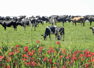 Contributing to the growth of black dairy farmers