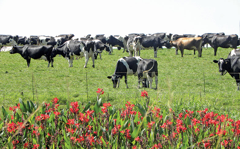 Contributing to the growth of black dairy farmers