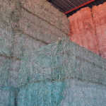 Why SA leads the world in effective lucerne hay grading