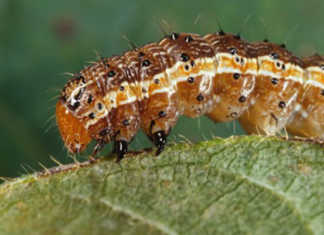 Digital solutions to help in the fight against fall armyworm