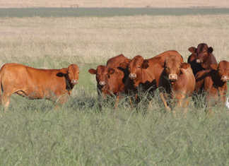 Farmers urged to act timeously to prevent Rift Valley fever