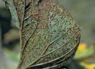 Dealing with blight in sunflowers