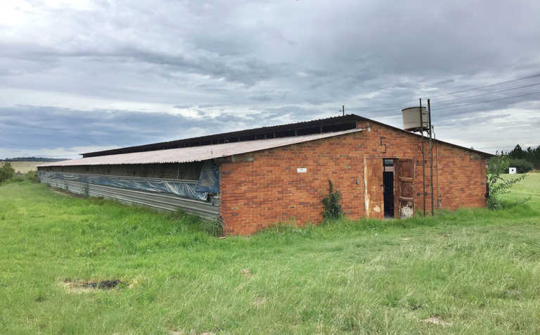 Chicken housing – get the basics right! Chicken housing – get the basics right!