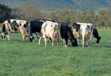 Personalised banking relationships are essential for farmers