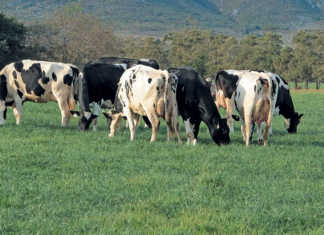 Personalised banking relationships are essential for farmers